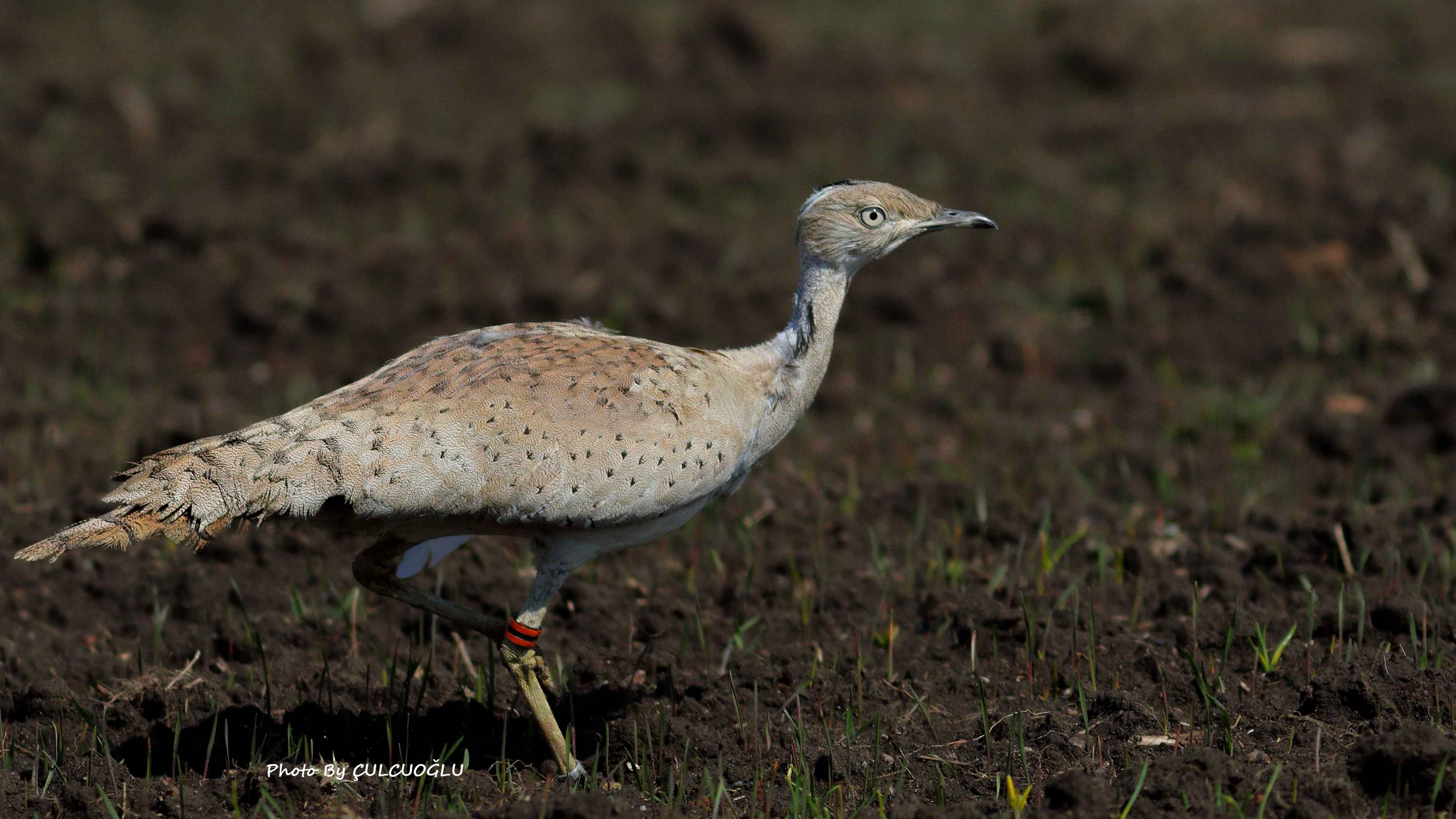 Macqueen's Bustard